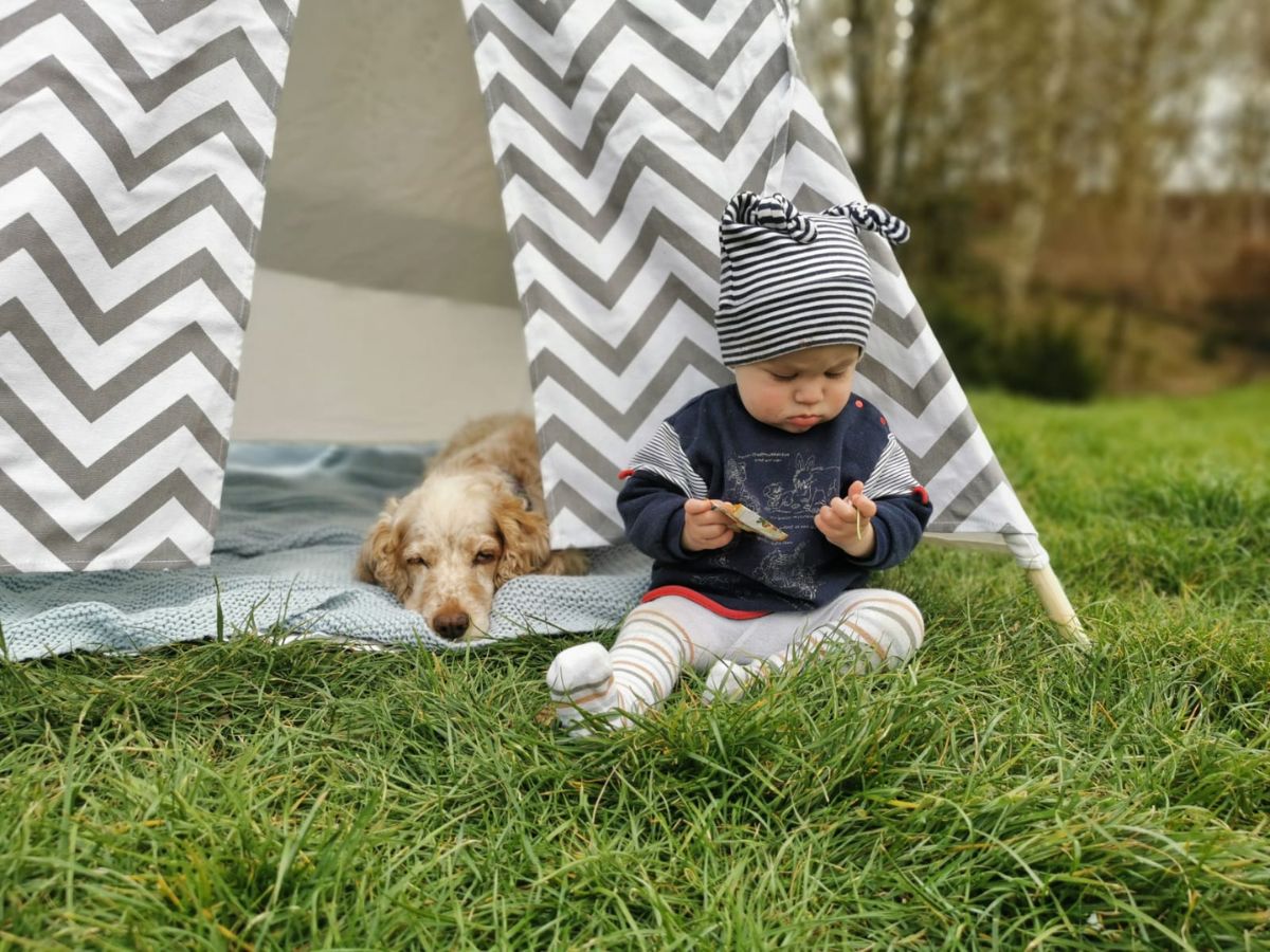 Kind und Hund – Webinar bei Pfotentrainer