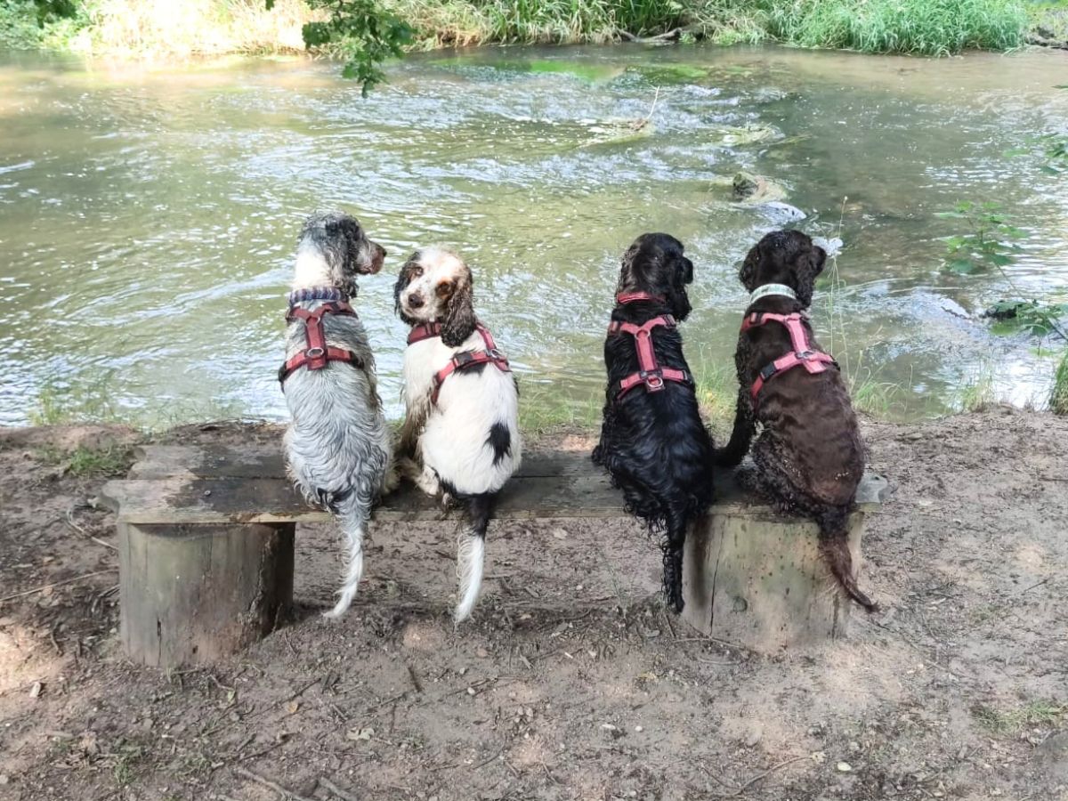 Hundefreundliche Unterkunft Hexenburg Bühlau