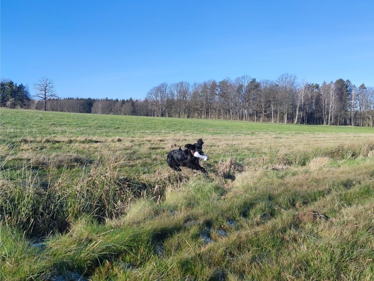 Dummytraining bei Pfotentrainer