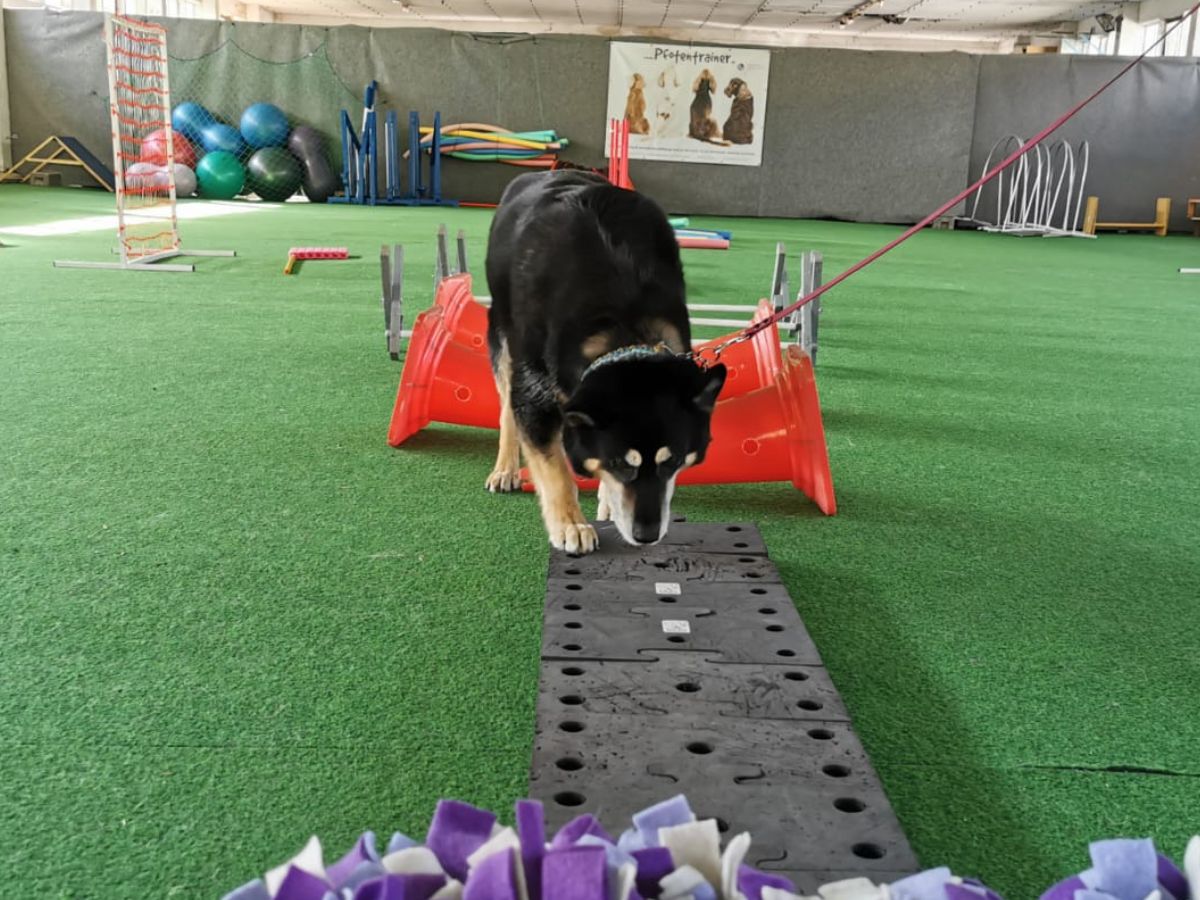 Einzeltraining bei Pfotentrainer